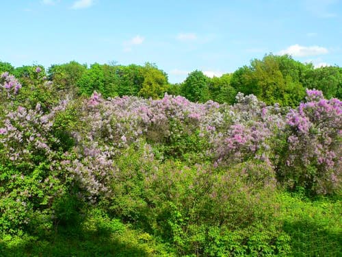 поселок Диканька. Сиреневый гай